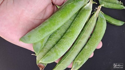 فروش نخود فرنگی