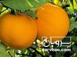 فروش پرتقال تامسون