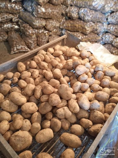 فروش سیب زمینی