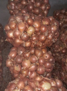 فروش پیاز طلائی