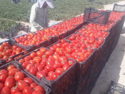 فروش گوجه فرنگی