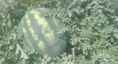 فروش هندوانه میکادو