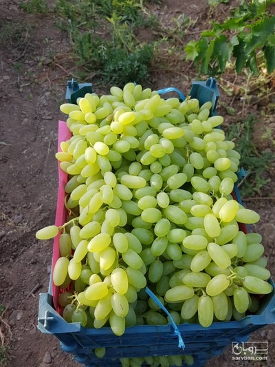 فروش انگور پیکامی (بدون دانه کاشمر )