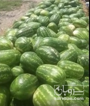 فروش هندوانه