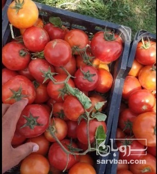 فروش گوجه فرنگی