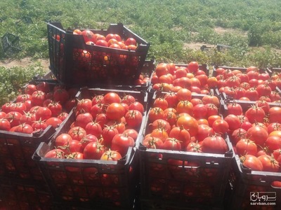 فروش گوجه فرنگی