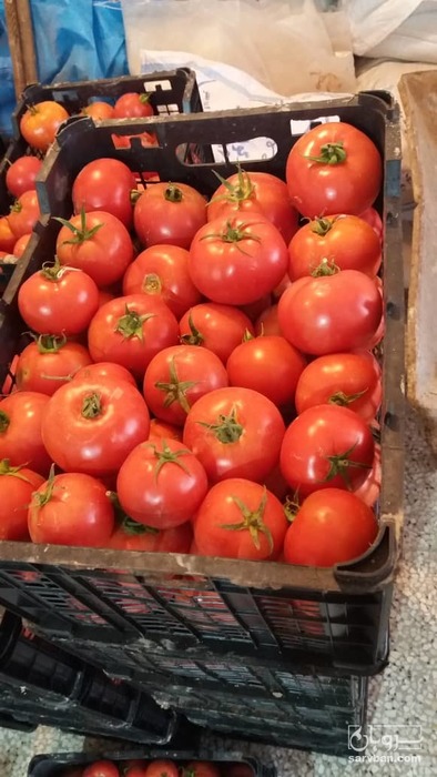 فروش گوجه فرنگی 8320