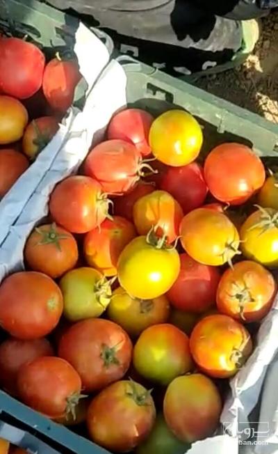 فروش گوجه فرنگی بروویو