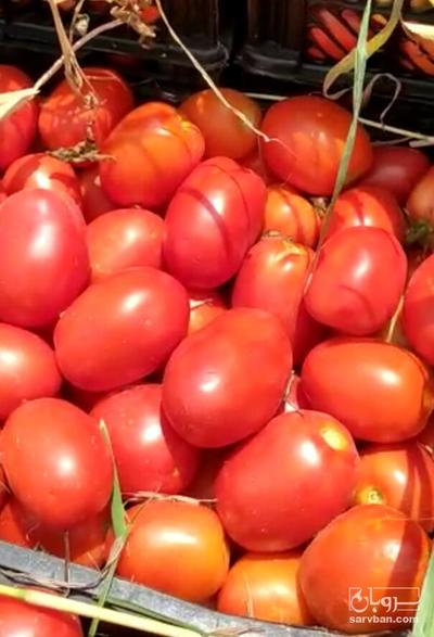 فروش گوجه فرنگی متین