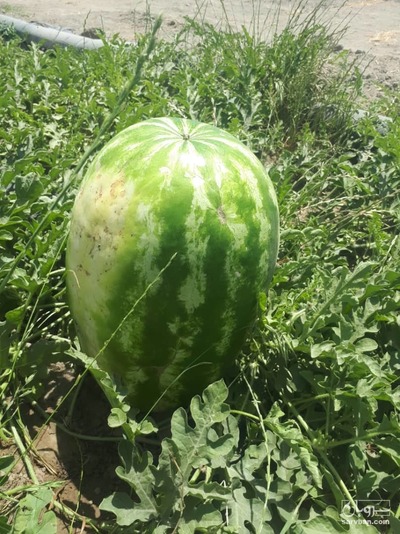 فروش هندوانه بیضی b32