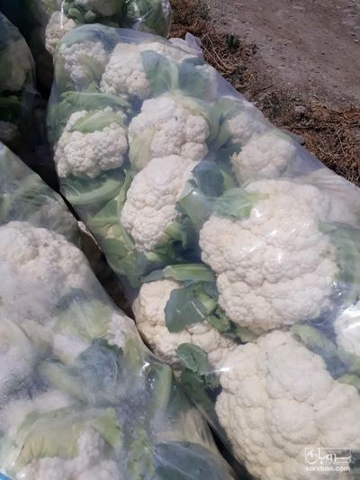 فروش گل کلم