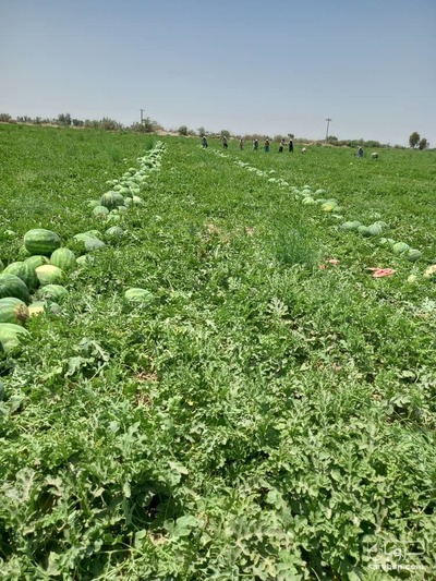 فروش هندوانه