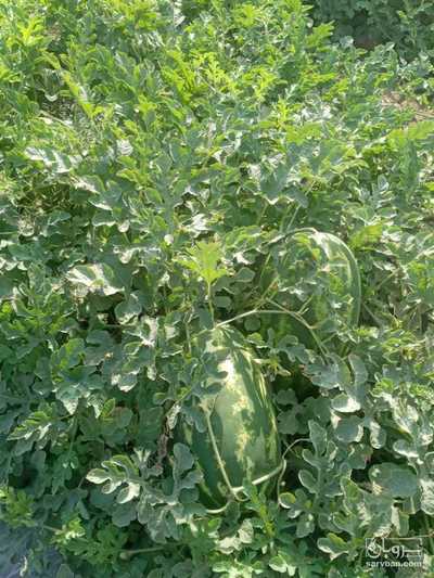 فروش هندوانه B32