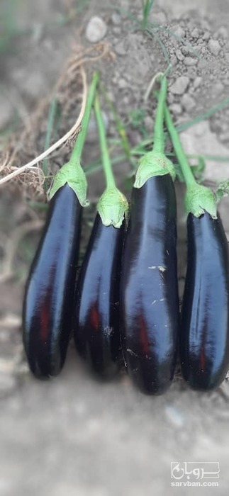 فروش بادمجان قلم