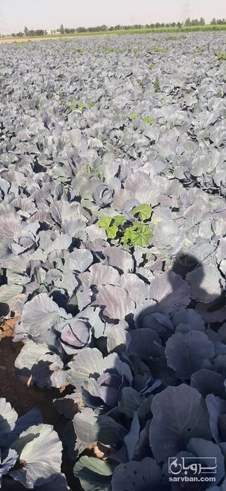 فروش کلم قرمز