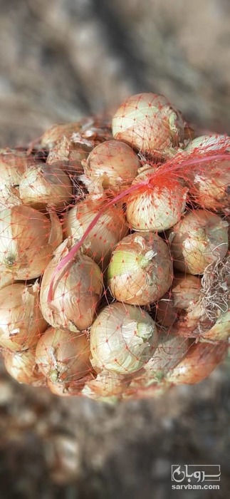 فروش پیاز زرد تازه