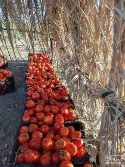 فروش گوجه فرنگی سانسید