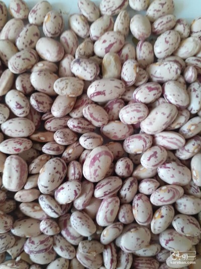 فروش لوبیا چیتی