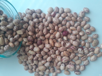 فروش لوبیا چیتی