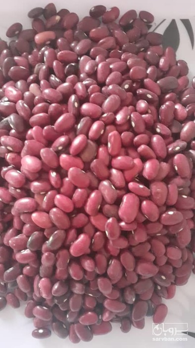 فروش لوبیا قرمز