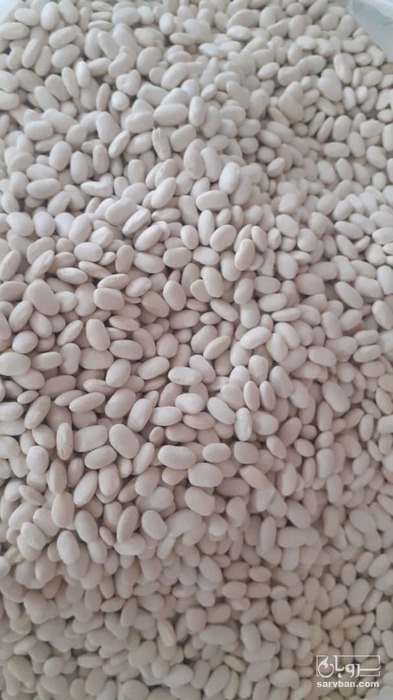 فروش لوبیا سفید