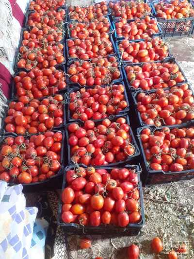 فروش گوجه فرنگی