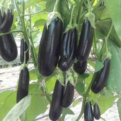 فروش بادمجان