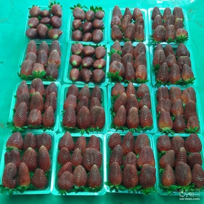 فروش توت فرنگی