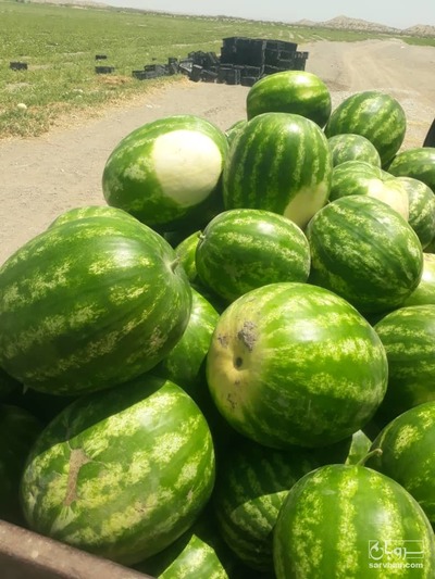 فروش هندوانه بارکا