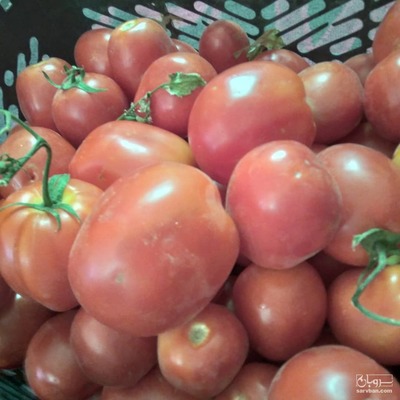 فروش گوجه فرنگی