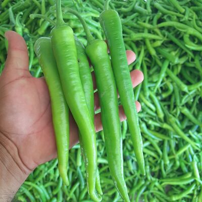 فروش فلفل شمشیری شیرین