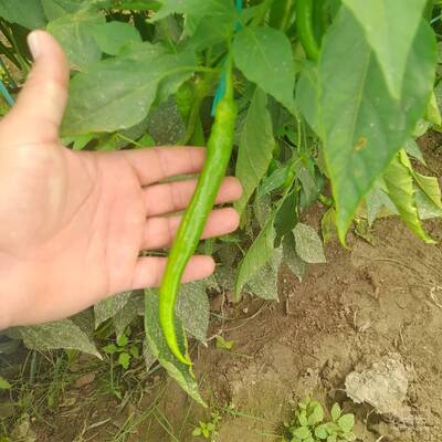 فروش فلفل سبز شیرین