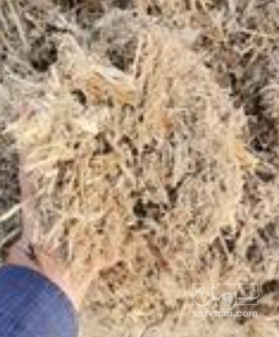 فروش کاه نیشکر