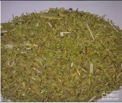 فروش رازیانه