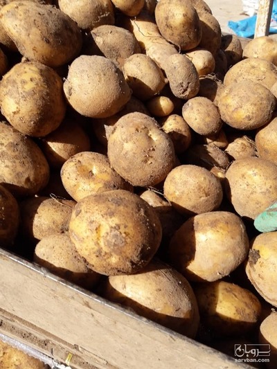 فروش سیب زمینی بامبا