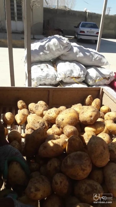 فروش سیب زمینی اسپریت