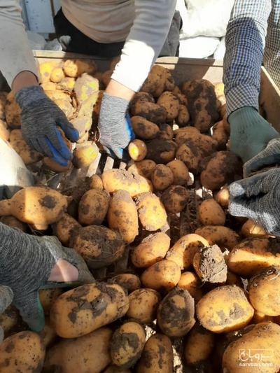 فروش سیب زمینی
