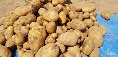 فروش سیب زمینی