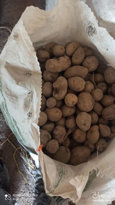 فروش سیب زمینی گردویی