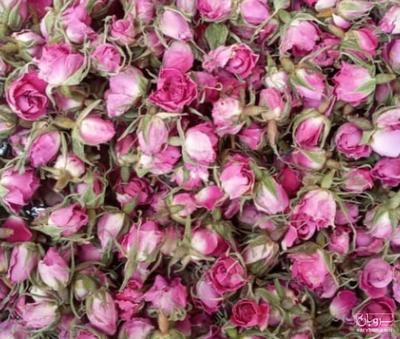 فروش گل محمدی