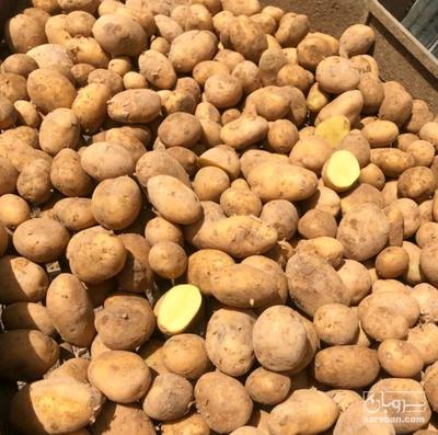 فروش سیب زمینی بذری