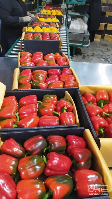 فروش فلفل دلمه ای