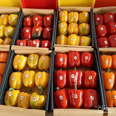 فروش فلفل دلمه ای