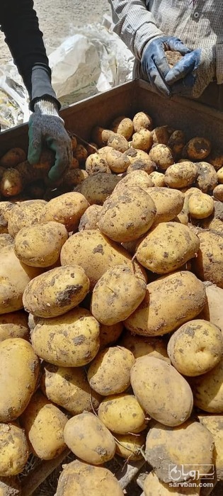 فروش سیب زمینی