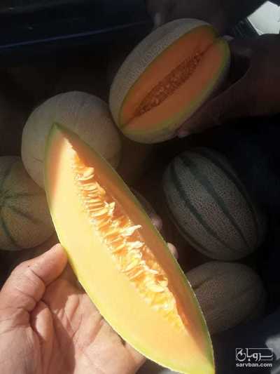 فروش طالبی جانا