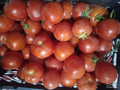 فروش گوجه فرنگی