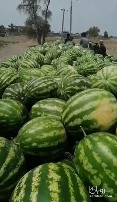 فروش هندوانه