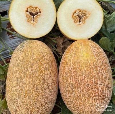 فروش شمام راک