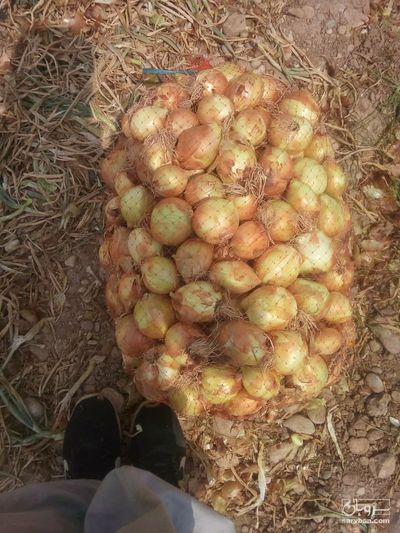 فروش پیاز