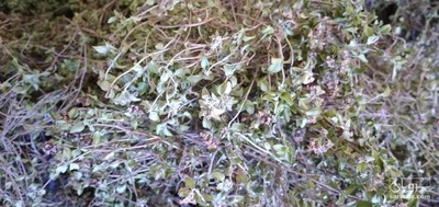 فروش آویشن خشک با ساقه